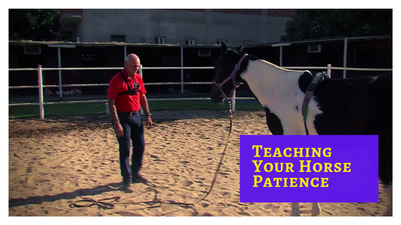 51 - Groundwork - Teaching Your Horse Patience