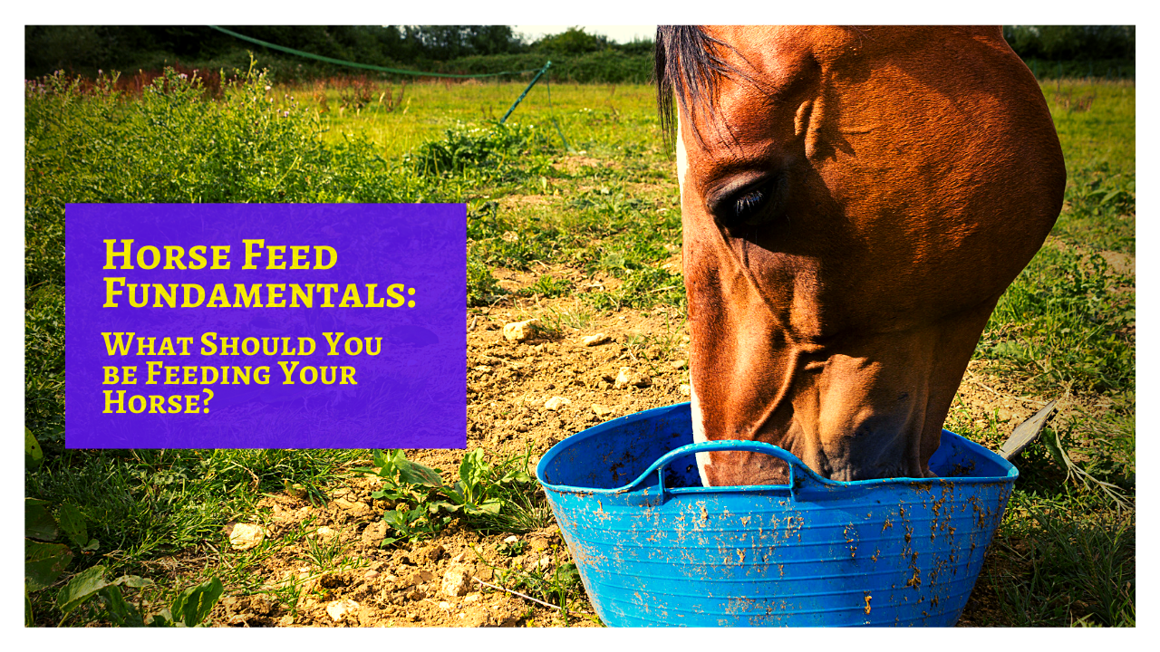 Horse Feed Fundamentals: What Should You be Feeding Your Horse?