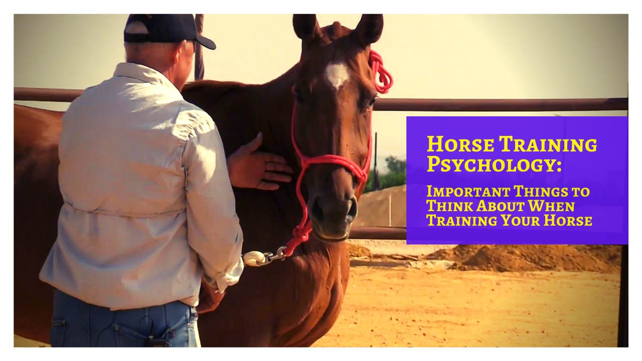 Important Horse Training Psychology - Understanding the Right & Wrong Way of Training