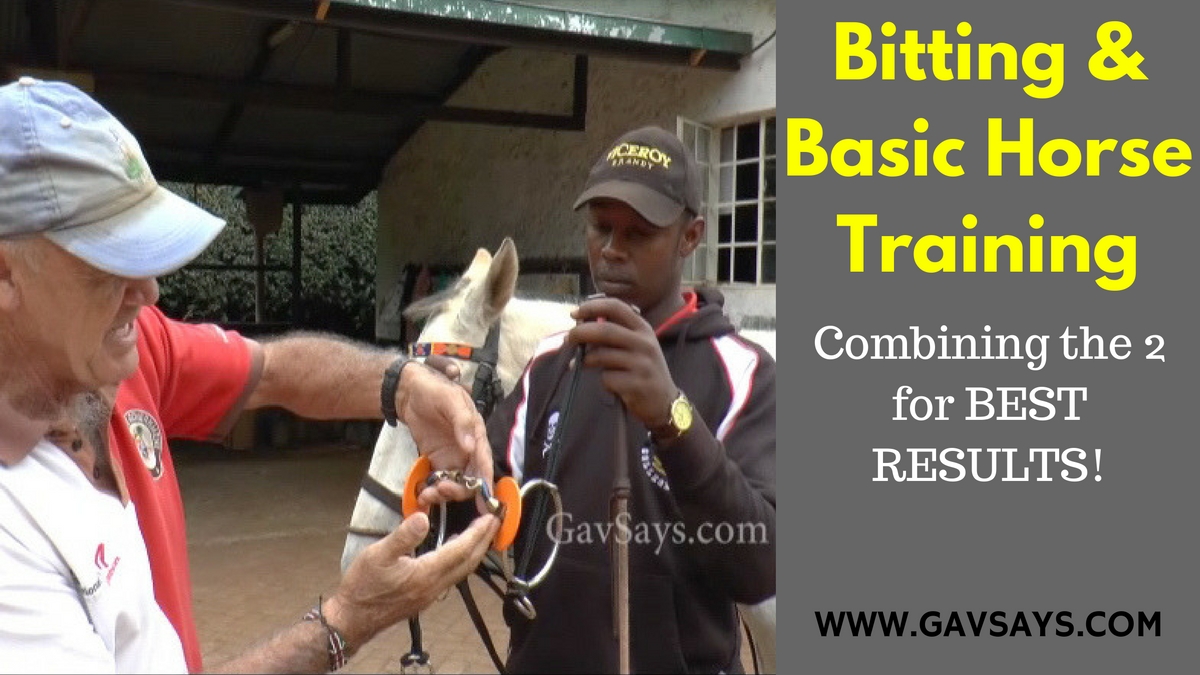 Combining Bitting & Basic Horse Training for the Best Results...