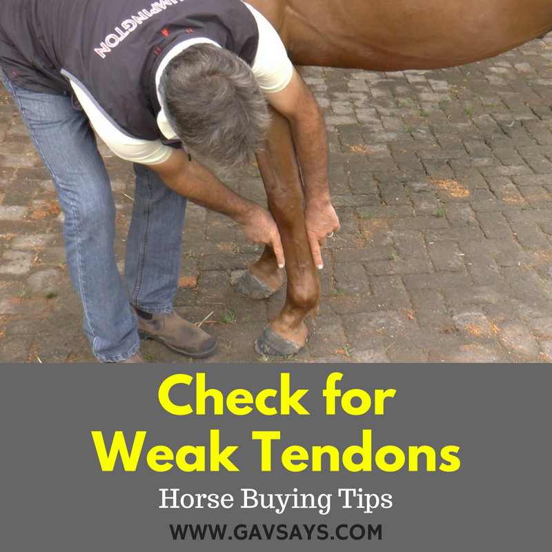 Horse Buying Tip: Check for Weak Tendons...