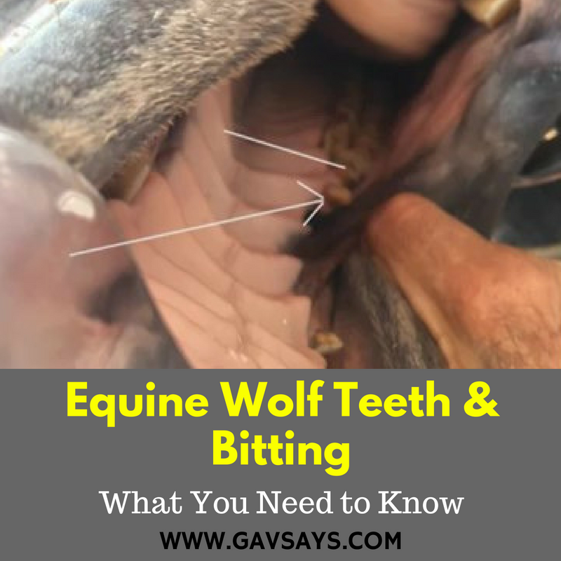Equine Wolf Teeth & Bitting - What you need to know...
