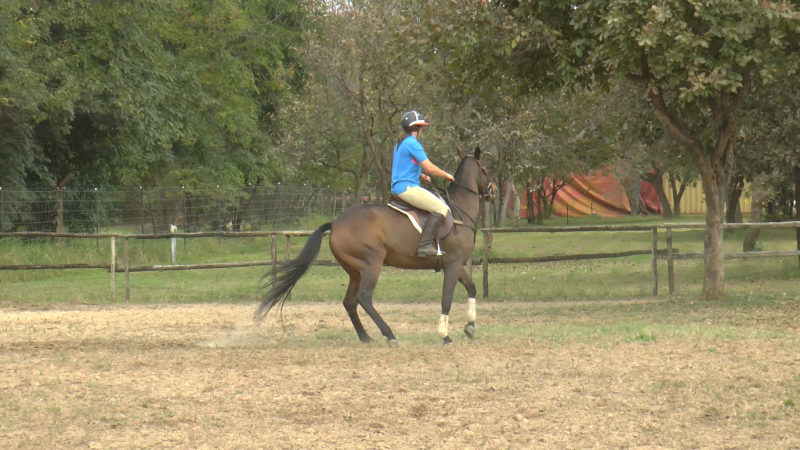 Horse Riding Arena Building Tips: A "Napping" horse wanting to go to the old gate from the image up above.