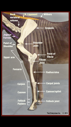 The brilliant Horse Side Vet Guide mobile app - Illustration Example [Screenshot]