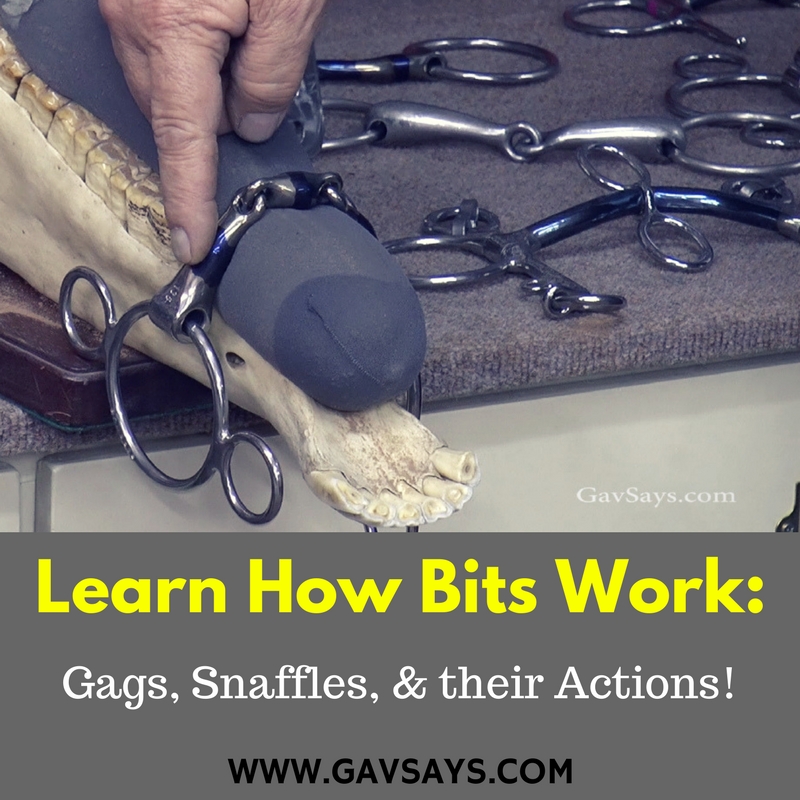 How Horse Bits Work Gags, Snaffles & Their Actions