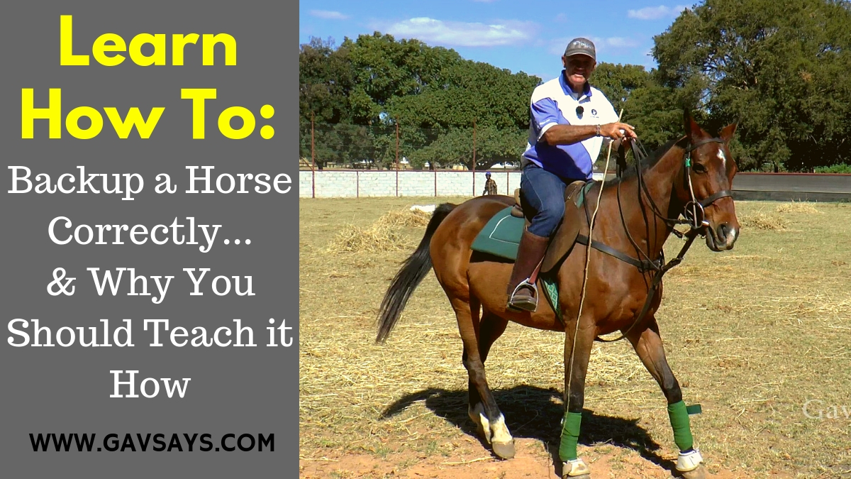 Learn How to Backup a Horse: & Why it's so important to teach...