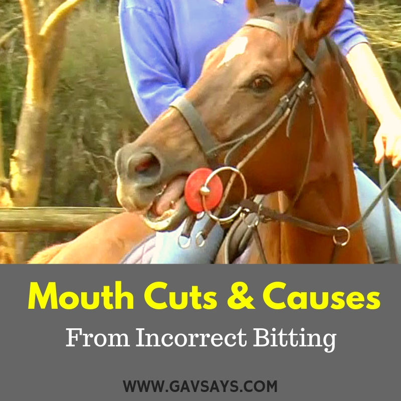 Mouth Cuts & Causes from Incorrect Bitting - & How to fix