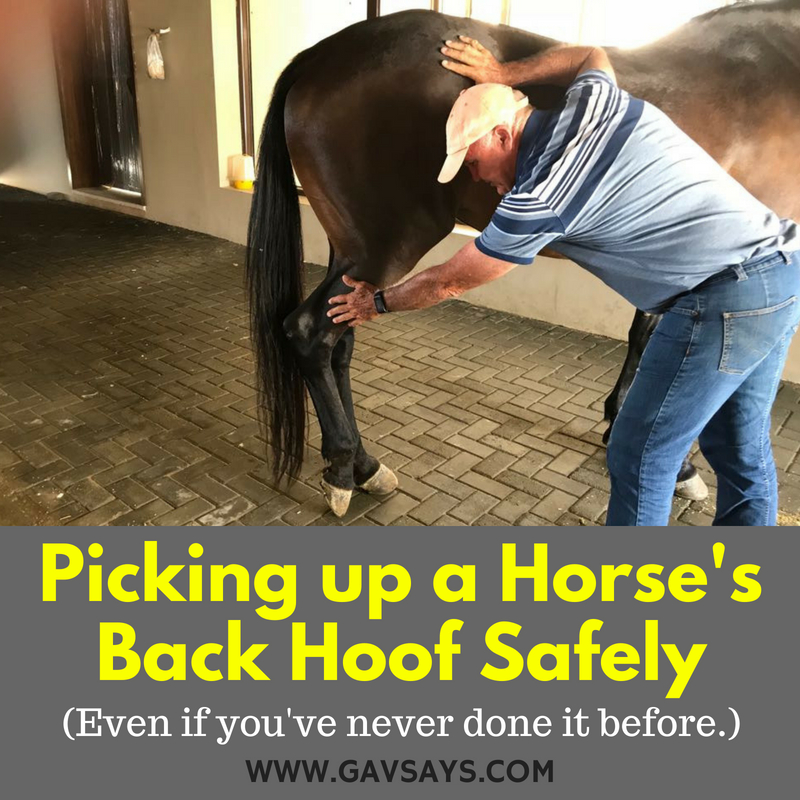 How to Pick up a Horse's Back Hoof Safely: Even if you have never done it before...