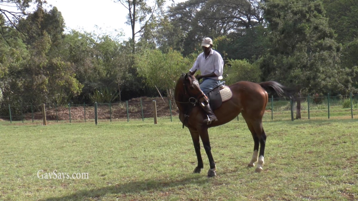 Learn How to Train a Horse to Respect You