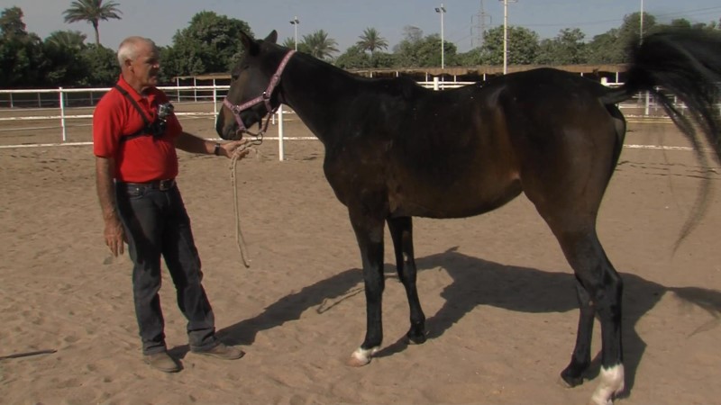 Teaching Your Horse Respect