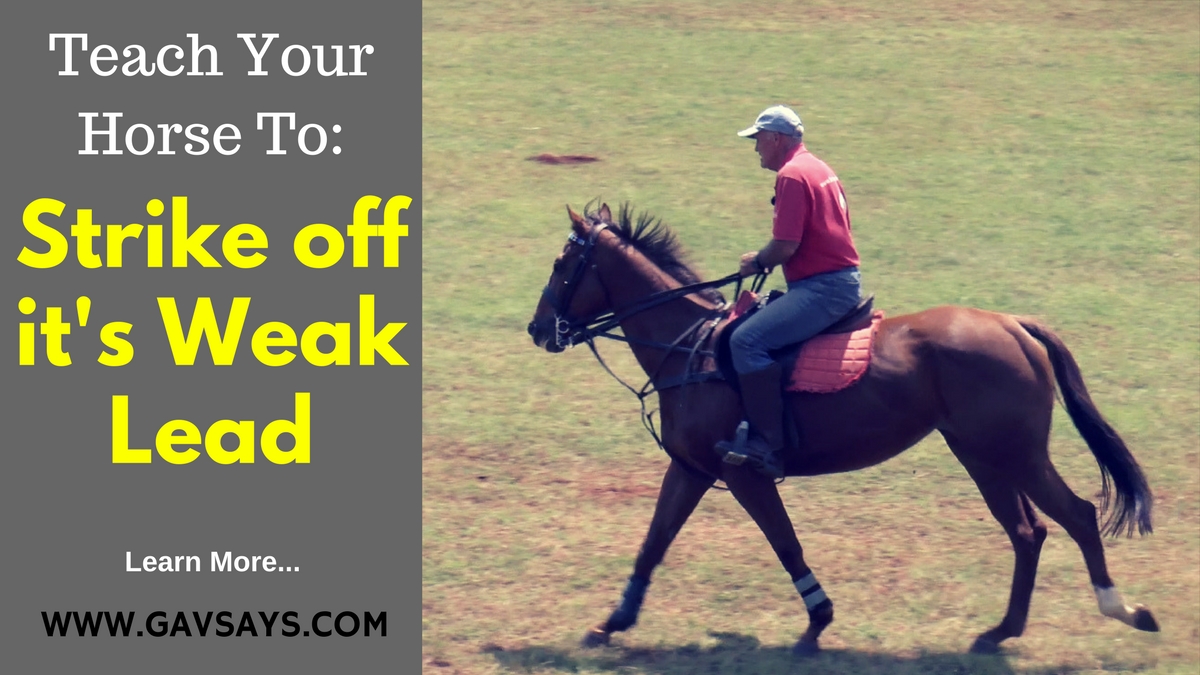 How to Teach Your Horse to Strike off it's Weak Lead...
