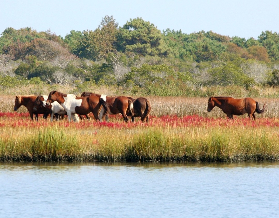 Learn How to Train a Horse to Respect You