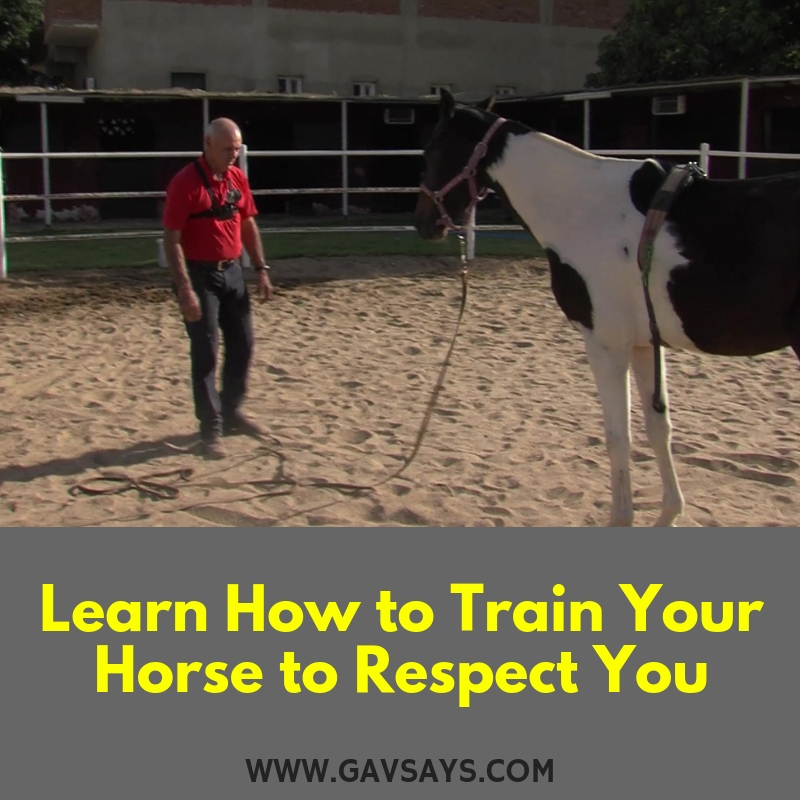 Learn How to Train a Horse to Respect You