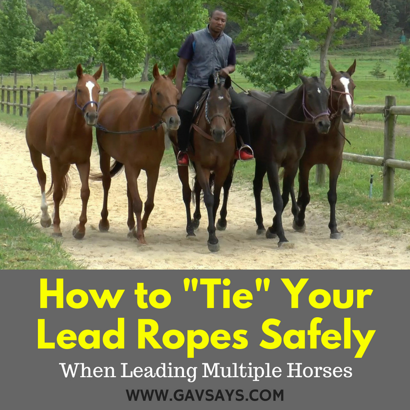 Learn the Correct Tying of Lead Ropes When Exercising Multiple Horses