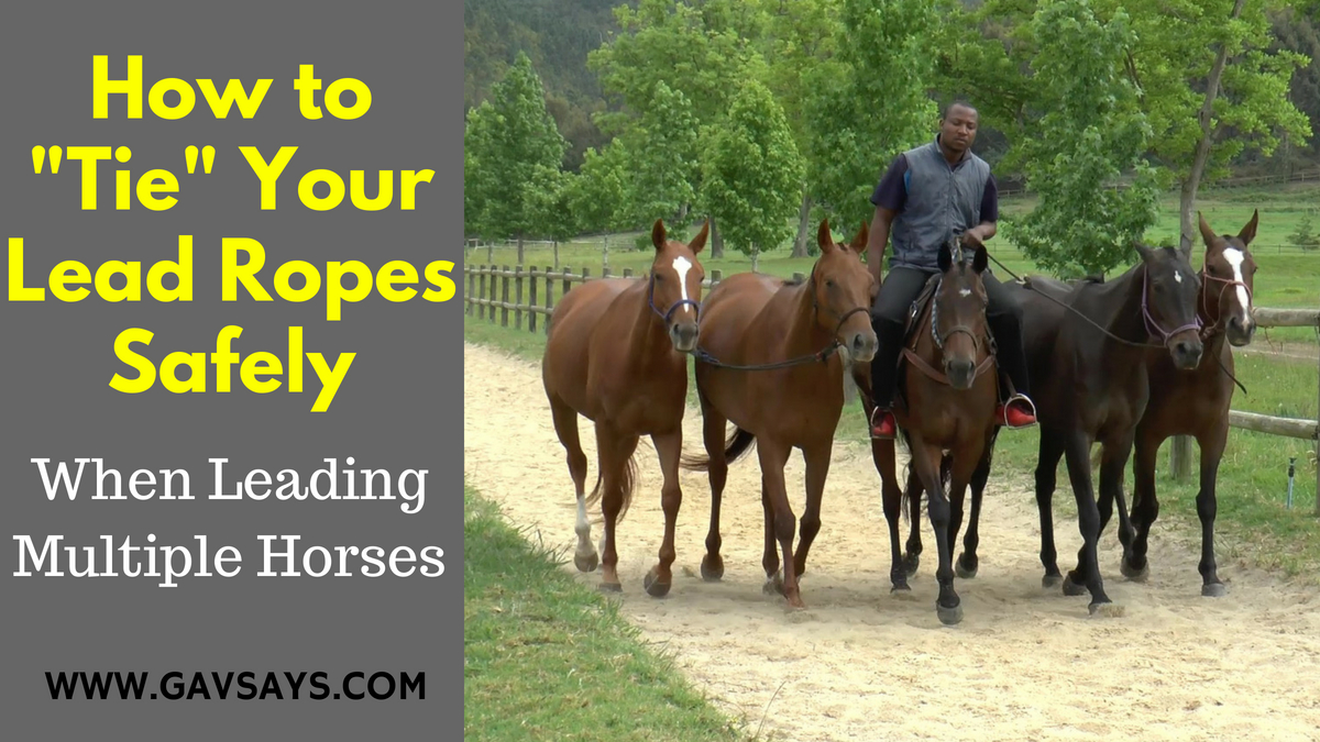 Learn the Correct Tying of Lead Ropes When Exercising Multiple Horses