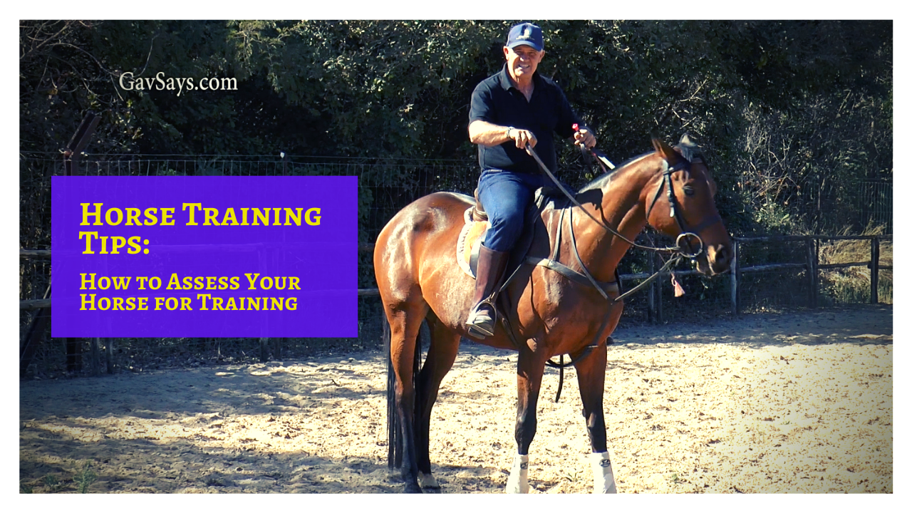 Horse Training Tips: How to Assess a Horse for Training
