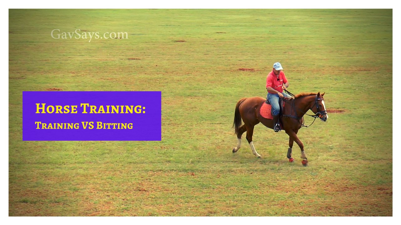 Teaching a Horse to Stop Correctly - Bits vs Training