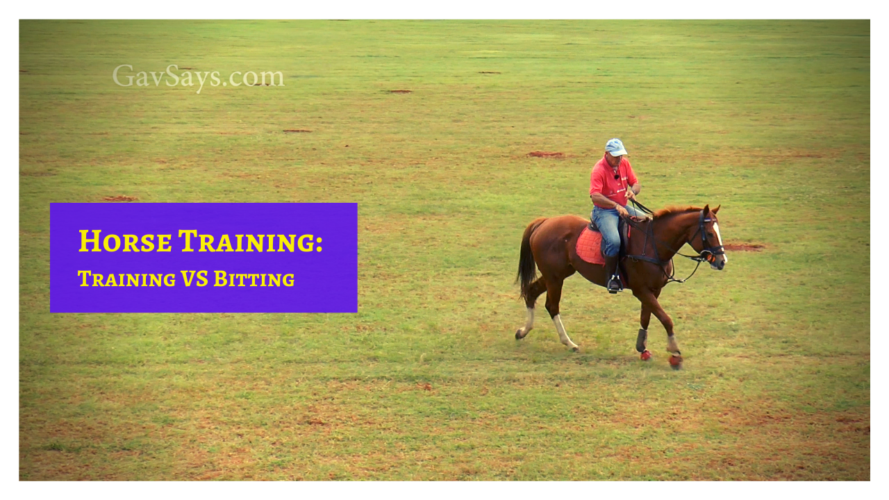 Teaching a Horse to Stop Correctly - Bits vs Training