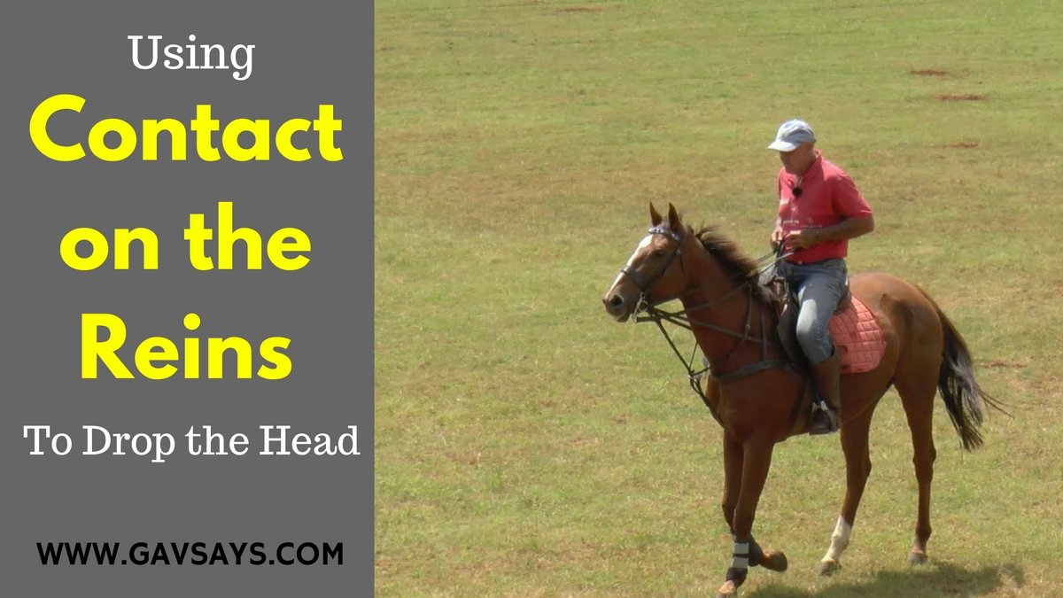 Using Contact on the Reins to get the Right Response