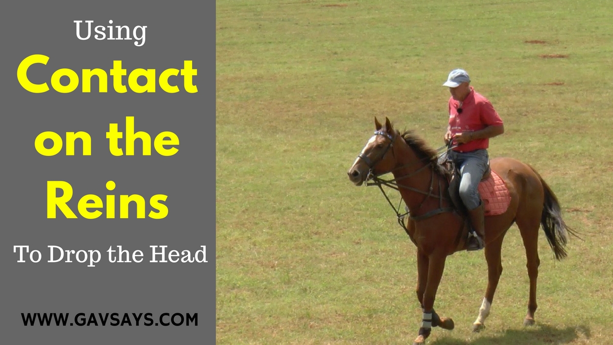 Using Contact on the Reins to get the Right Response