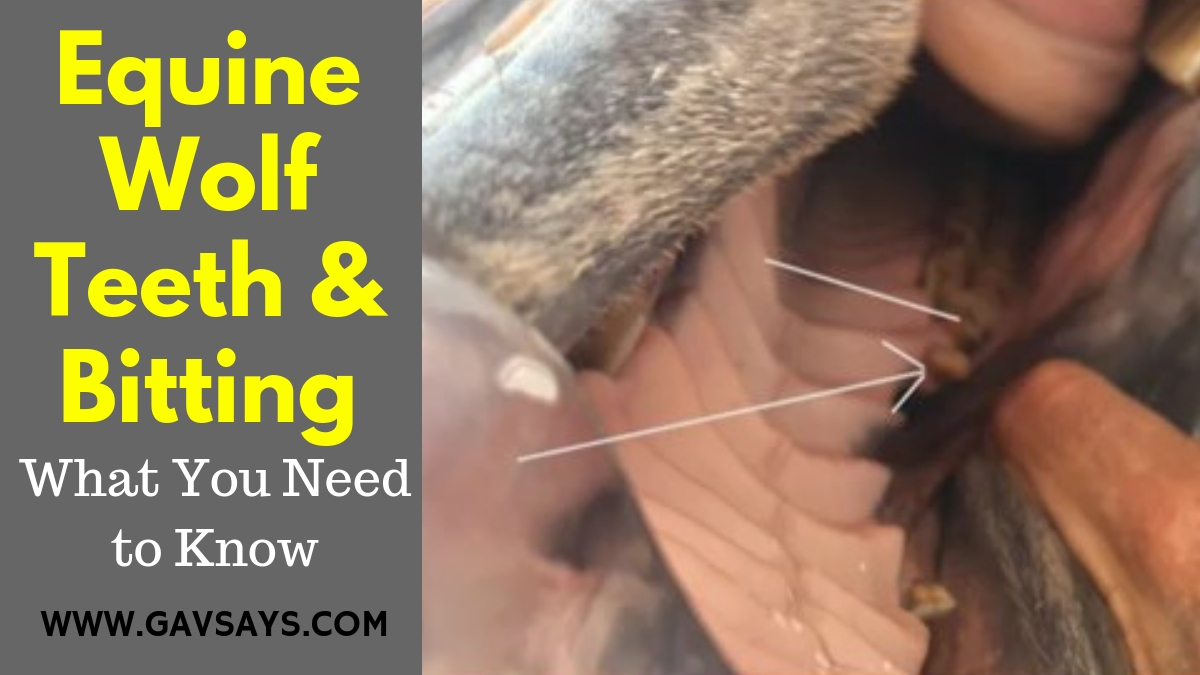 Equine Wolf Teeth & Bitting - What you need to know...