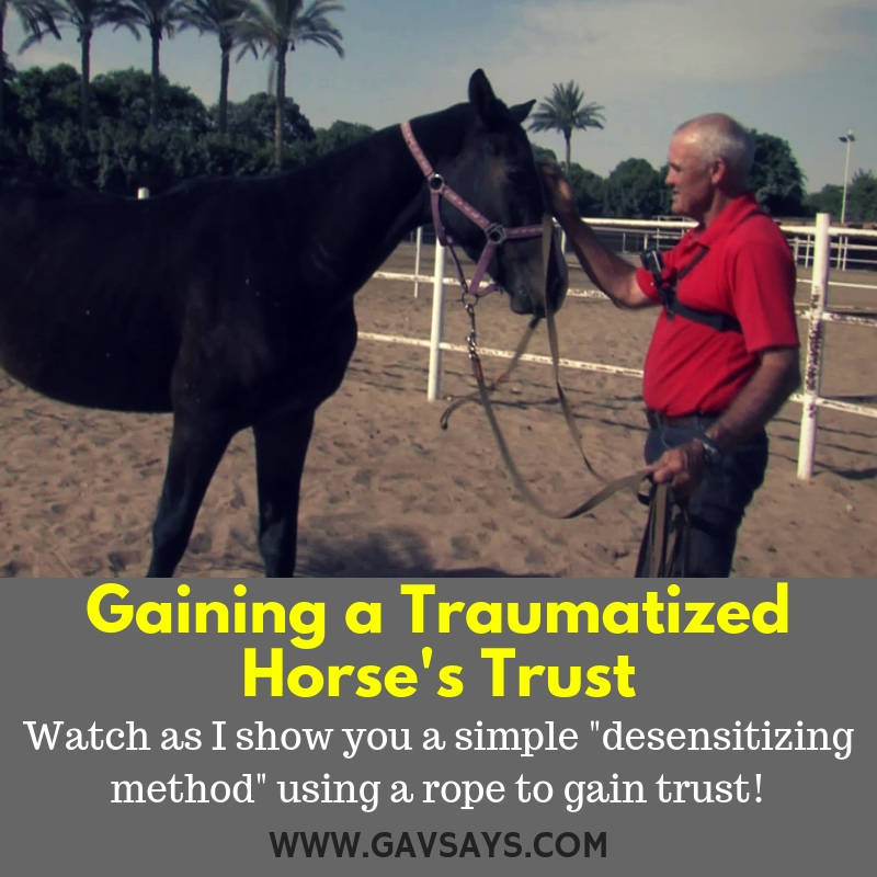 Gaining a Traumatized Horse's Trust: Using the Rope Method