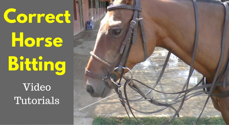 Correct Horse Bitting Example with Primavera 2 - Further Experiments & Progress