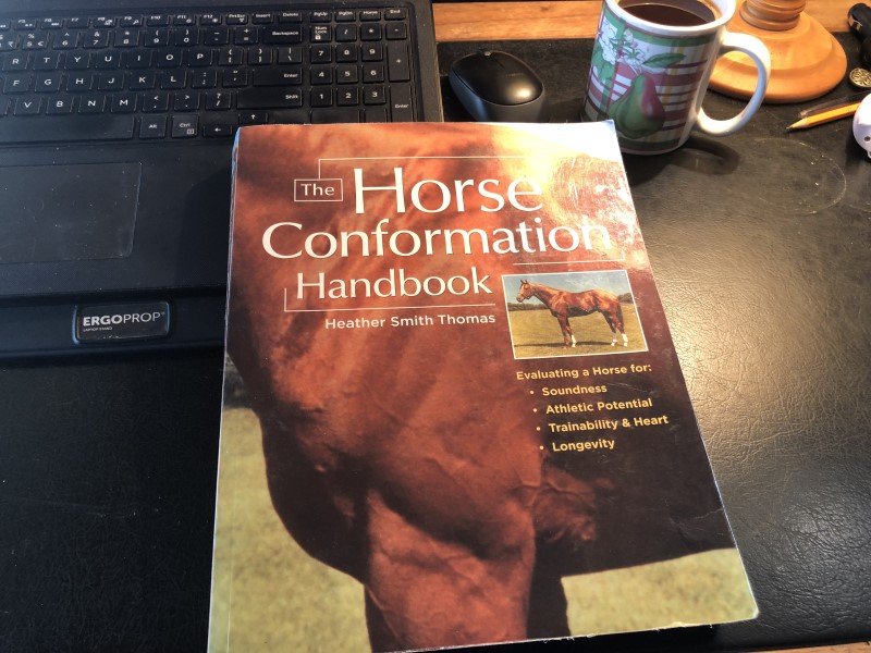 5 Horse Training Mistakes You're Making & Need to Avoid