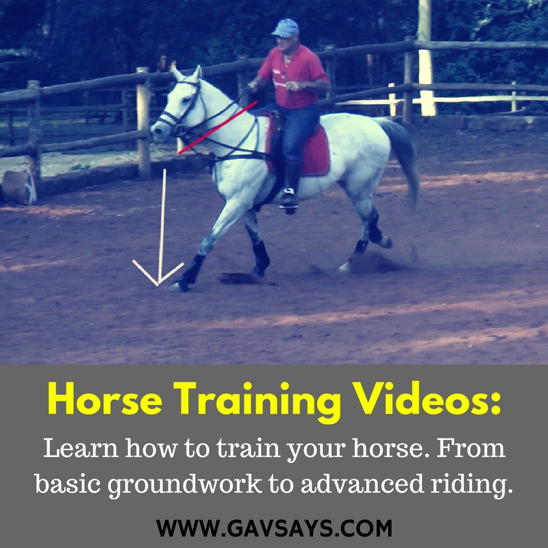 Horse Training Videos that will help you train a better horse...