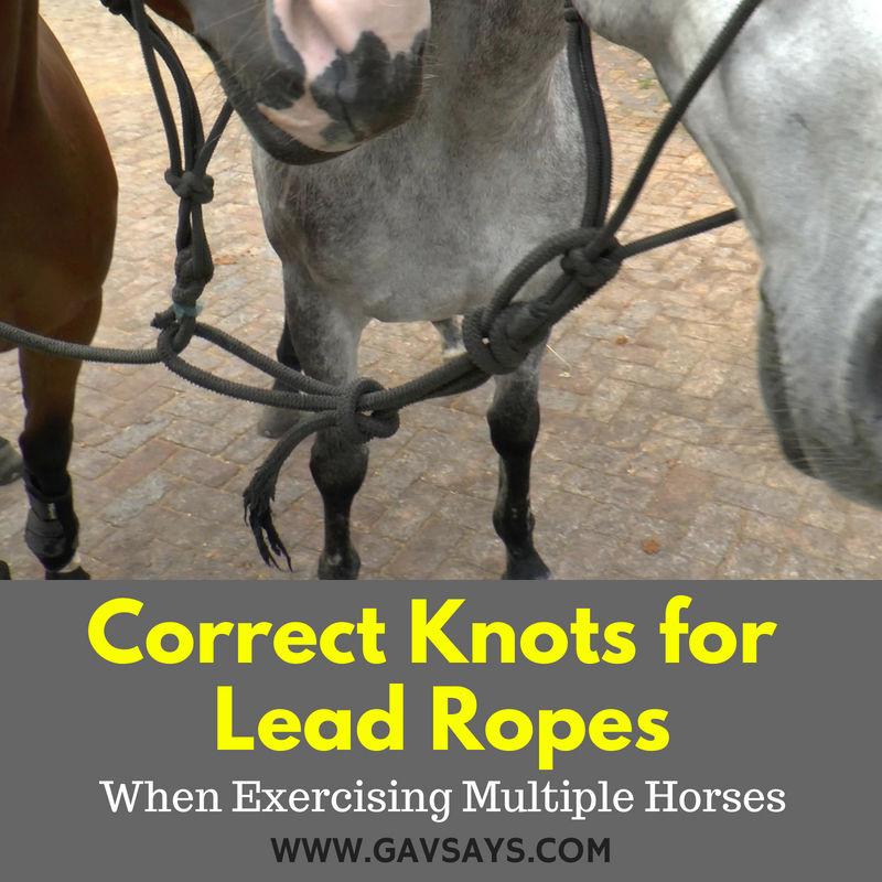 How to Tie Knots for Lead Ropes when Exercising Multiple Horses