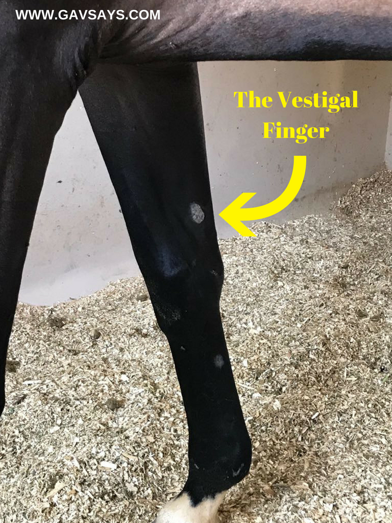 Picking up a Horse's Hoof Safely - Method 1 for the Front Feet: Using the Vestigal Finger...