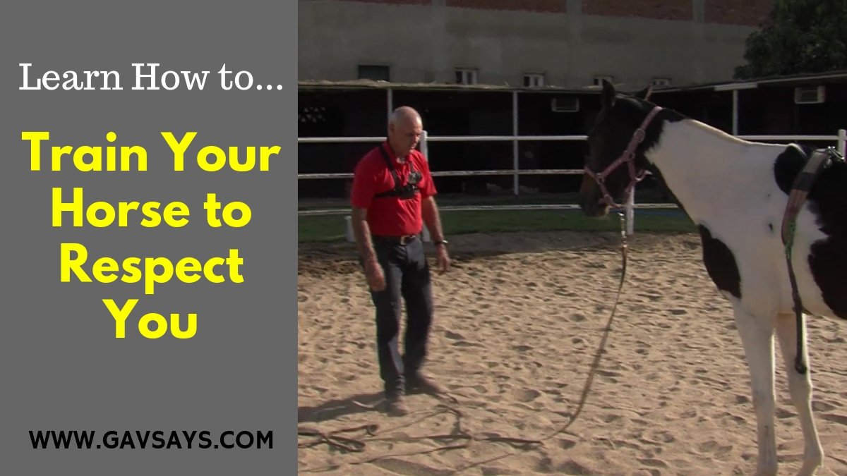 Learn How to Train a Horse to Respect You